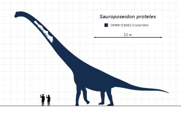 Scale diagram of Sauroposeidon proteles, highlighting its immense size compared to humans. This sauropod, known for its extraordinary height, lived during the Early Cretaceous period and could reach lengths of up to 34 meters, making it one of the tallest dinosaurs.