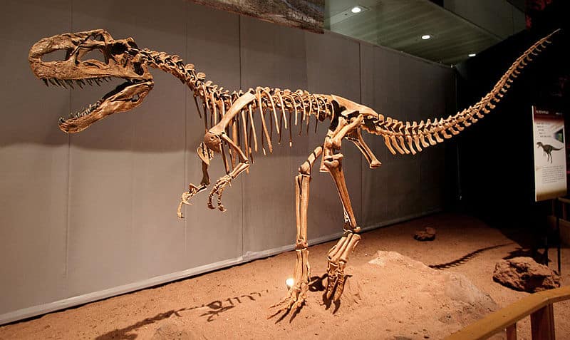 Mounted skeleton in Japan