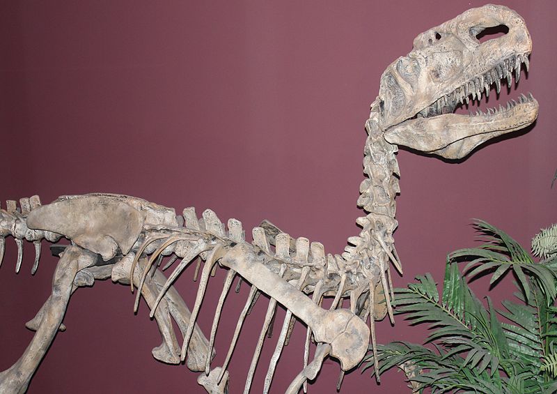 Bones and remains of prehistoric animals A replica skeleton of Monolophosaurus, a predator of the Jurassic Period.