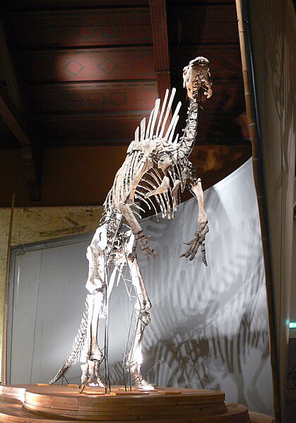 Ouranosaurus nigeriensis (Venise, museum d'histoire naturelle)
