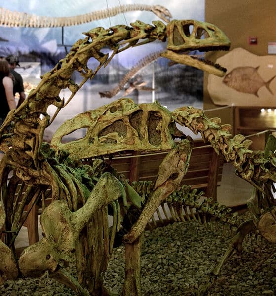 Mounted skeleton of a Monolophosaurus attacking a Bellusaurus, Wyoming Dinosaur Center. The two taxa are from the same formation.