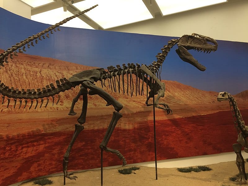 Monolophosaurus attacking a Bellusaurus, display at Tianjin natural History Museum