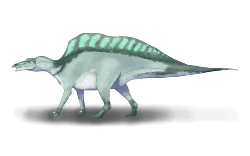 Restoration of Ouranosaurus nigeriensis based on skeletal diagrams and casts, fossils, and related species