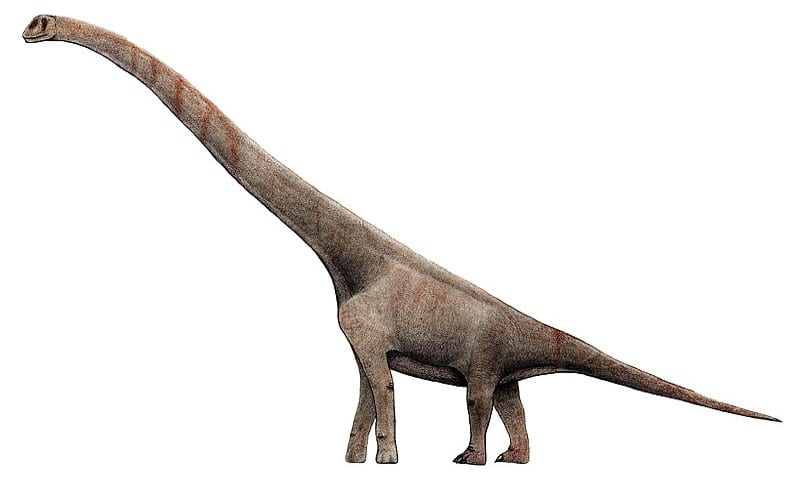 Explore Sauroposeidon, a giant Sauropod of the Early Cretaceous. Discover its origins, size, habitat, contemporaries, and unique features.