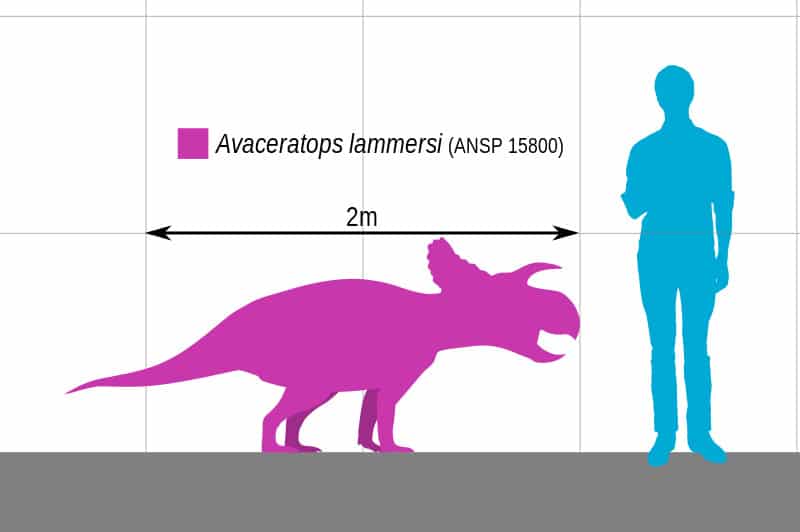 Size compared to a human