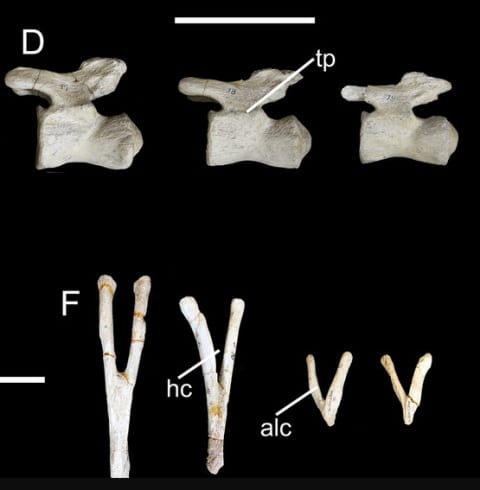 Caudal vertebrae and chevrons of the sauropod Baurititan britoi