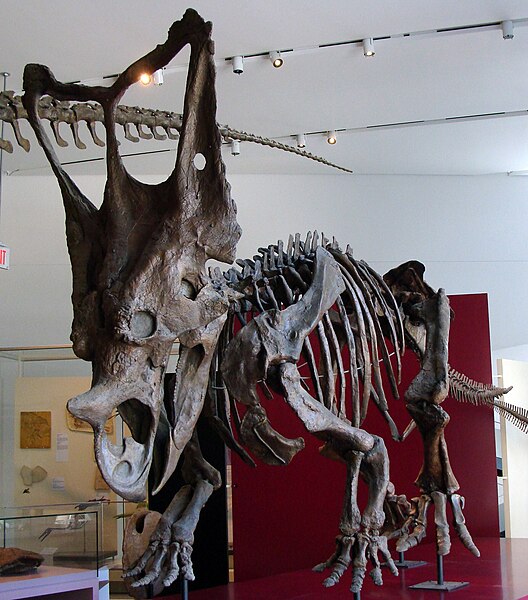 C. belli skeleton, Royal Ontario Museum specimen 843