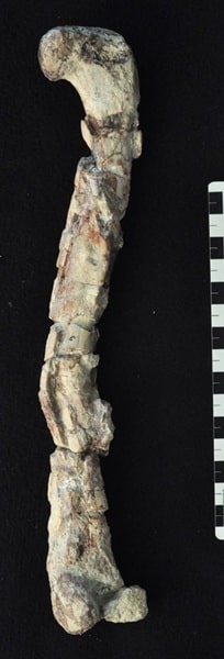 Right femur of the Chindesaurus holotype, seen from behind