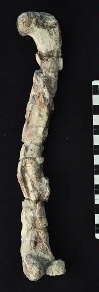 Fossilized femur of Chindesaurus bryansmalli, showcasing the well-preserved bone structure of this early carnivorous dinosaur from the Late Triassic period. The femur provides valuable insights into the dinosaur's locomotion and anatomy, highlighting its role as a bipedal predator.