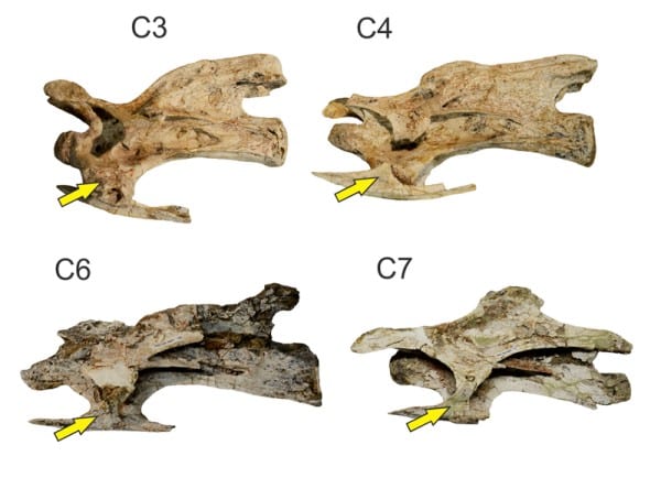 Four cervical vertebrae from the holotype