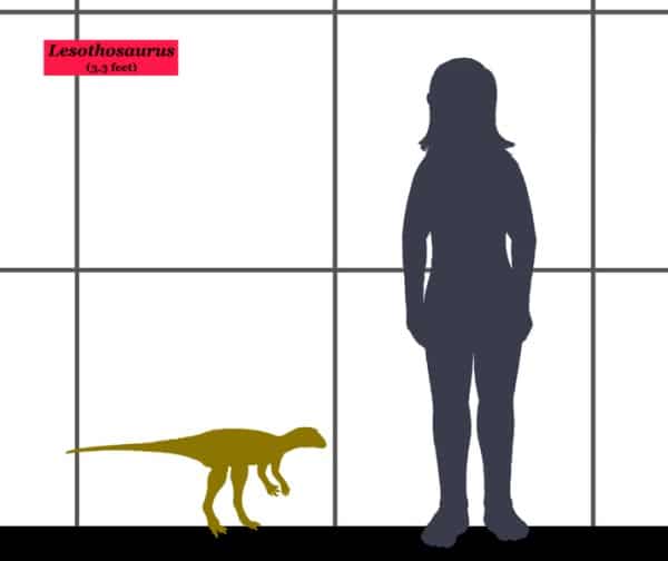 Size comparison between the Ornithischian dinosaur Lesothosaurus and a human.