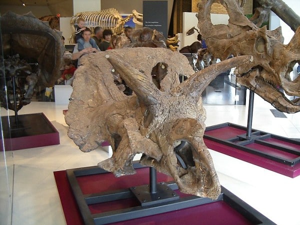Arrhinoceratops Brachyops (head) fossil at ROM