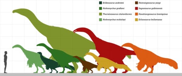 Size comparison between the currently regarded members of the theropod family