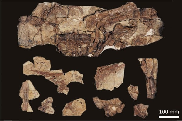 Components of the holotype specimen (prior to the caudal vertebrae re-excavation)