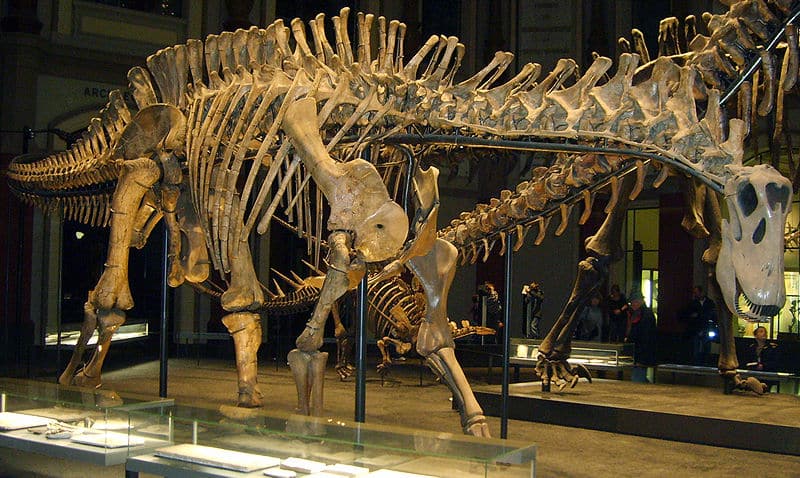 Dicraeosaurus skeleton at the Museum für Naturkunde, Berlin.