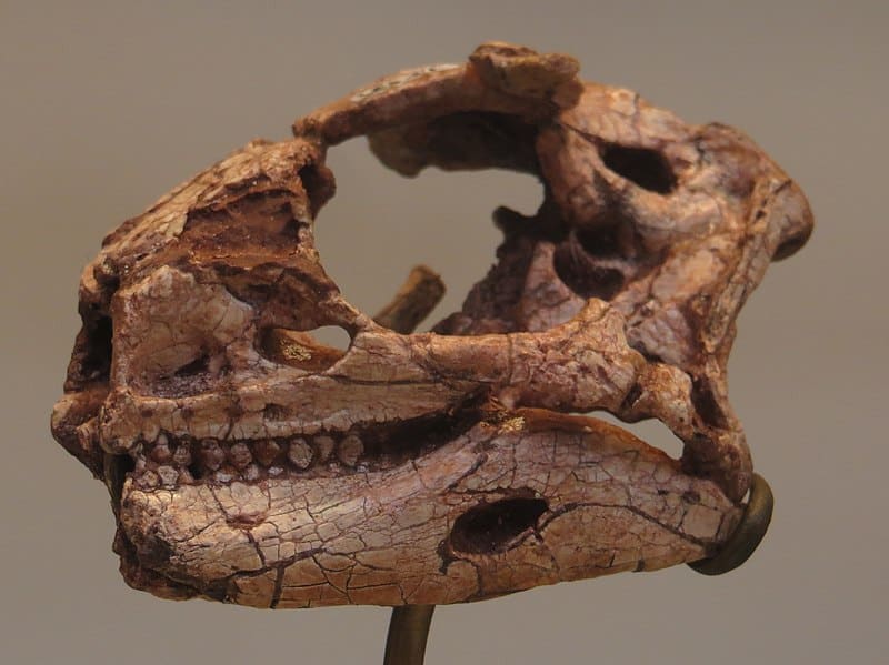  Skull of Lesothosaurus - ornithischian dinosaur