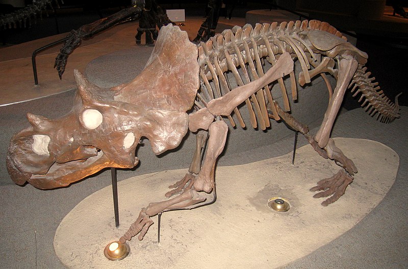 vaceratops lammersi fossil. Exhibit in the Academy of Natural Sciences, 1900