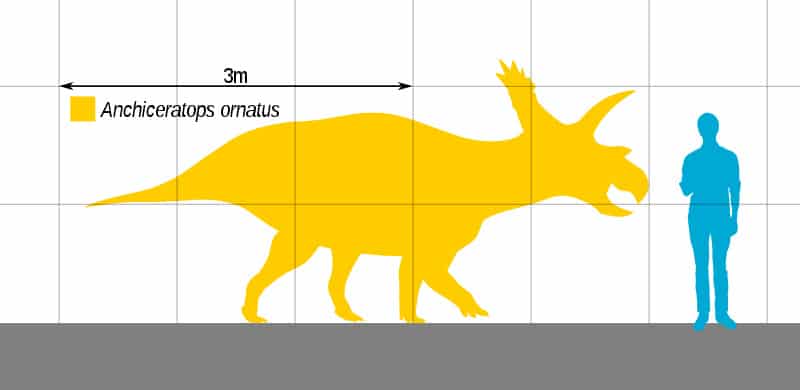 Size of Anchiceratops, with the frill based on the holotype.