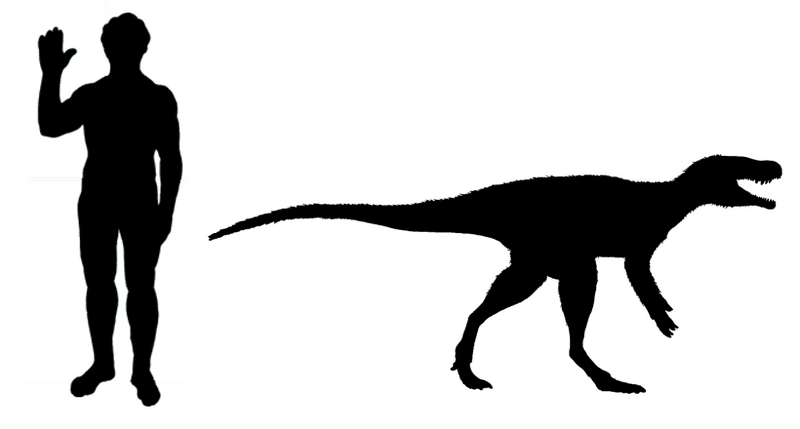 The size of Chindesaurus (interpreted as a herrerasaurid) compared to a human