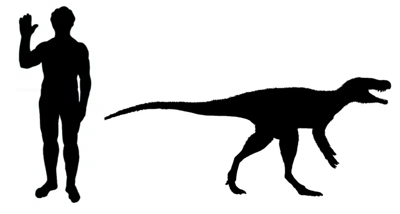 Silhouette comparison of a human and Chindesaurus bryansmalli, illustrating the size of this Late Triassic carnivorous dinosaur relative to a human. Chindesaurus bryansmalli was a bipedal predator, and this visual emphasizes its height and length, providing a clear perspective on its physical stature.