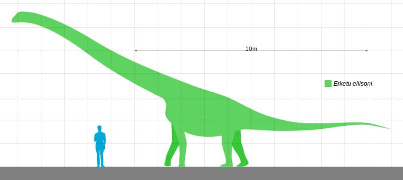  Size comparison of the Mongolian somphospondylian sauropod Erketu ellisoni.