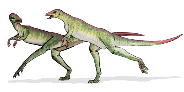 reconstruction of a Lesothosaurus who is a member of the herbivorous clade of dinosaurs, the Ornithischia.