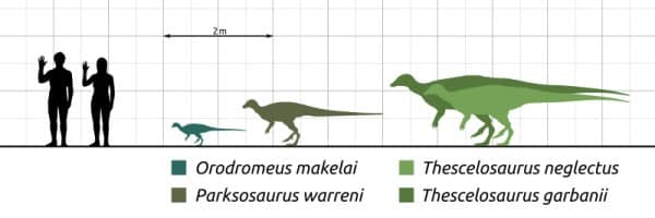 Size of known individuals of Orodromeus (left) compared to its relatives Thescelosaurus (right) and Parksosaurus (center), as well as a human
