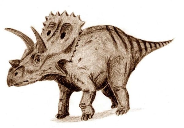 Arrhinoceratops, pencil drawing