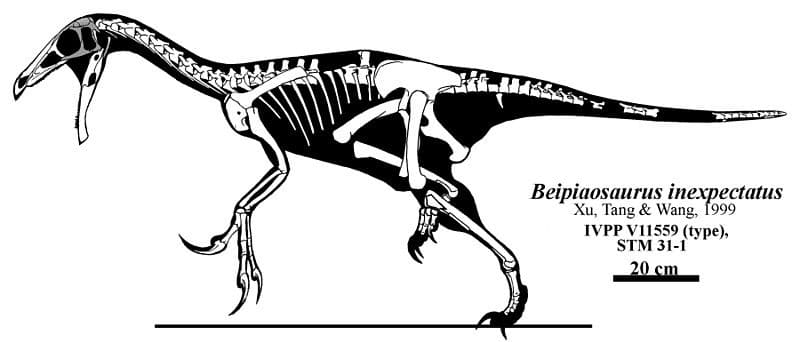Skeletal reconstruction of Beipiaosaurus inexpectatus