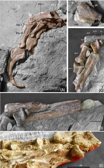Photographs of left forelimb elements of B. inexpectus (IVPP V 11559)
