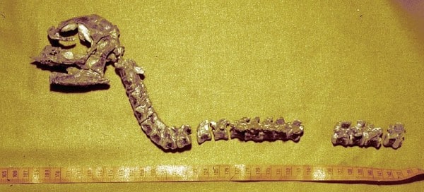 Skull and partial vertebral column of Orodromeus MOR 294