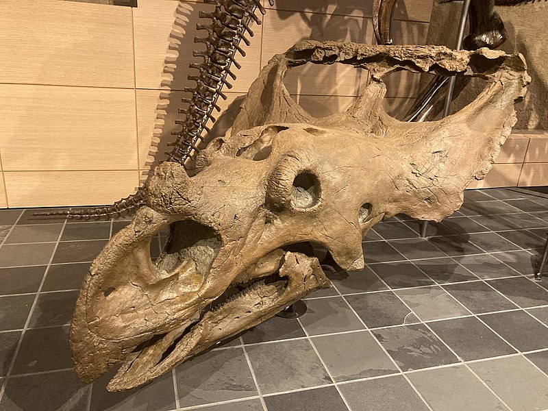 Skull replica of Chasmosaurus irvinensis, sometimes considered its own genus Vagaceratops