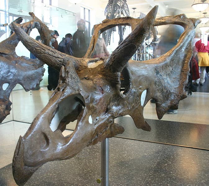 Holotype of C. kaiseni, which has also been considered a specimen of Mojoceratops, which itself is probably a synonym of C. russelli