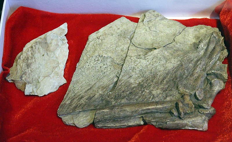 Feather impressions on the left arm from the holotype on display at the Paleozoological Museum of China