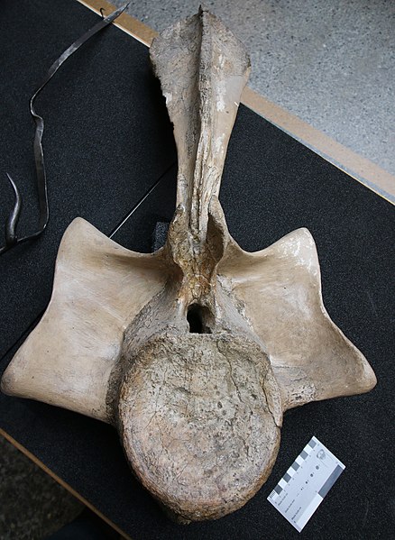 The first caudal vertebra of the sauropod dinosaur Dicraeosaurus hansemanni in anterior view.