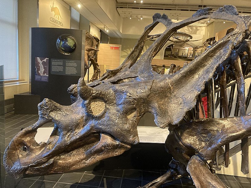 Skull of Chasmosaurus belli displayed at Canadian Museum of Nature