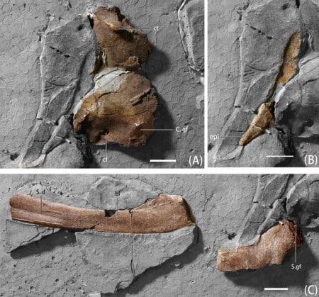 Photographs of pectoral girdle elements of B. inexpectus (IVPP V 11559)