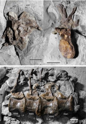Photographs of the dorsal vertebrae of B. inexpectus (IVPP V 11559)