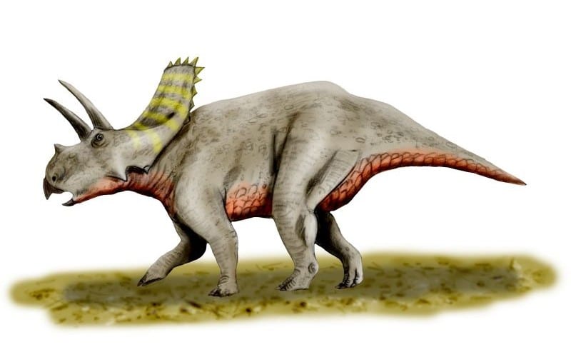 Arrhinoceratops was a unique Ceratopsian without a nasal horn. Explore its life, habitat, contemporary dinos in the Late Cretaceous Period.