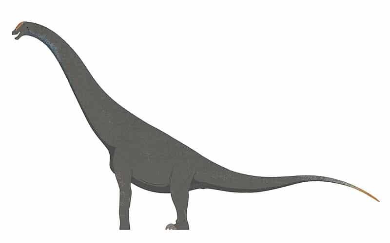 Baurutitan was a colossal Sauropod that roamed Brazil during the Late Cretaceous. Explore its discovery, lifestyle, and environment it inhabited