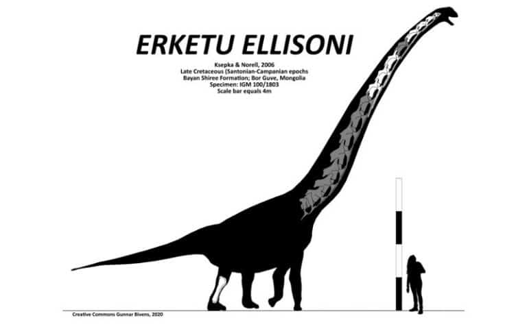 Erketu was a colossal Sauropod living in Late Cretaceous Mongolia. Discover its unique features, habitat, and its contemporaries.