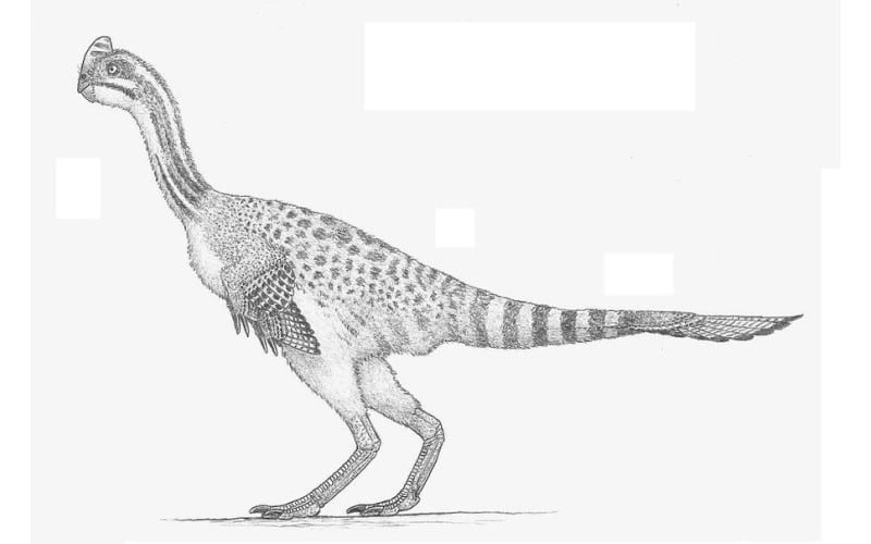 Banji was a unique, striped crest dinosaur from the Cretaceous Period of China. Explore its discovery, characteristics and habitat.