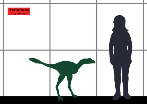 Size comparison between the oviraptorosaurian dinosaur Avimimus and a human.