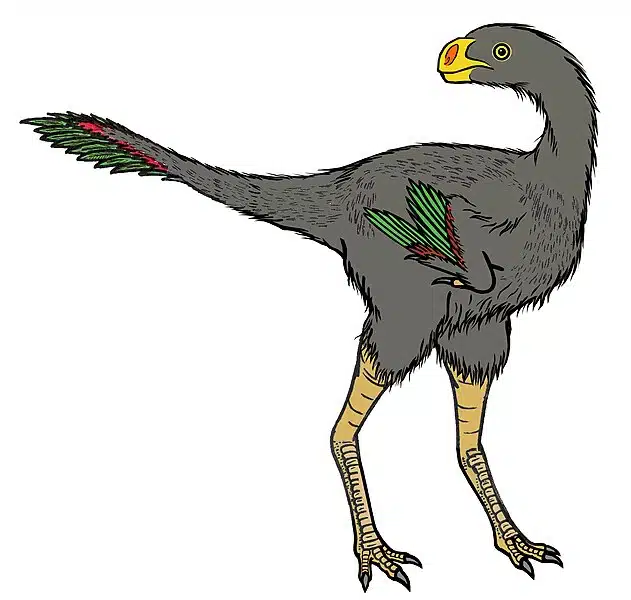 Illustration of Avimimus, a small, feathered theropod dinosaur. Avimimus, characterized by its bird-like features, lived during the Late Cretaceous period and was likely an omnivore. This depiction shows its feathered body, suggesting a close evolutionary relationship with modern birds and providing insight into the diversity of theropod dinosaurs.