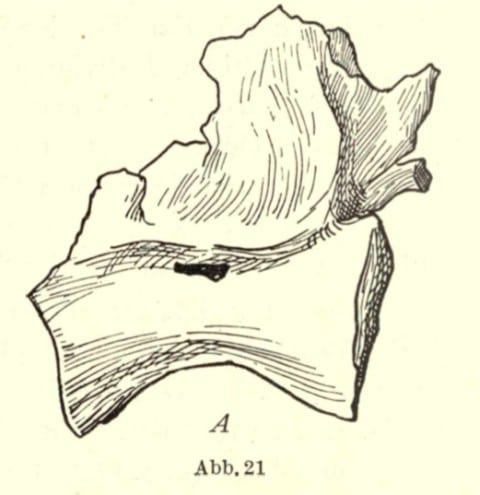 Vertebra of Bahariasaurus from specimen 1912 VIII 62