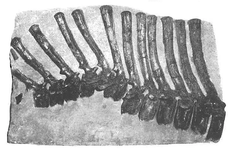 Vertebrae of Barsboldia, a Late Cretaceous dinosaur. These fossilized vertebrae illustrate the dinosaur's robust spinal structure, contributing to its large size and herbivorous feeding habits.