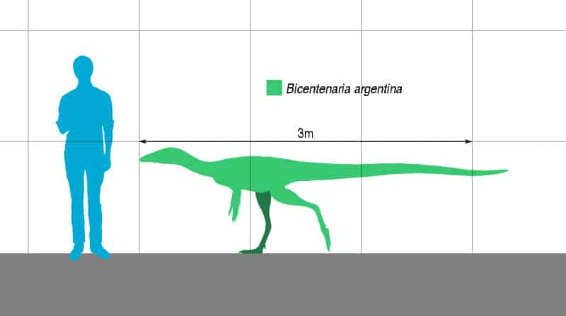 Size comparison of the Upper Cretaceous Argentine basal coelurosaurian theropod dinosaur Bicentenaria argentina.