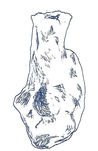  Illustration of a fossil of Chubutisaurus