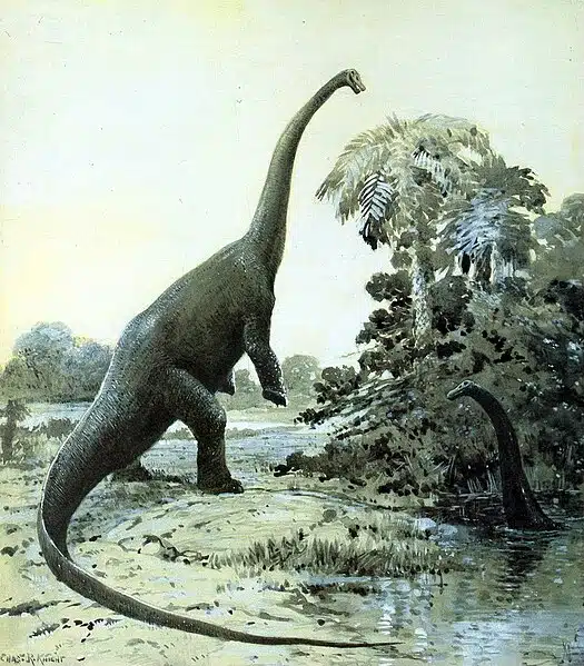 Artistic reconstruction of Diplodocus, a massive sauropod dinosaur from the Late Jurassic period, by Charles R. Knight. This herbivorous dinosaur is depicted rearing up on its hind legs to reach tall vegetation, highlighting its long neck and tail, and quadrupedal stance.