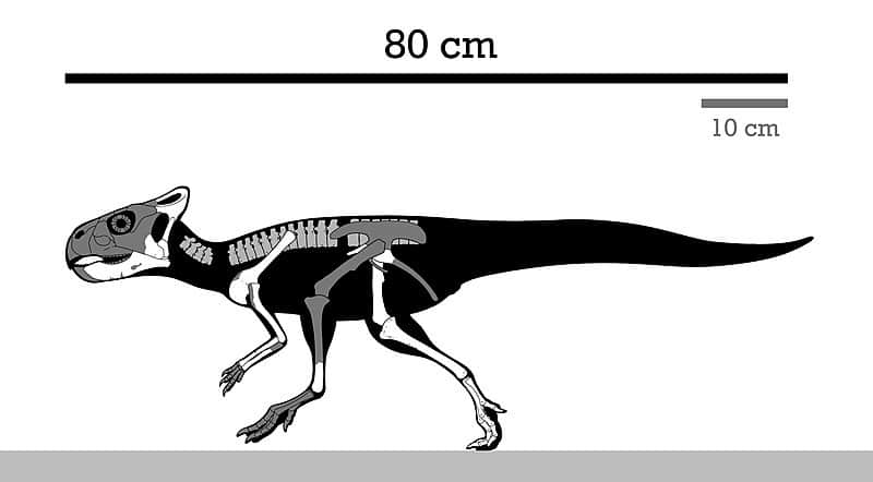 Graciliceratops Skeleton Reconstruction